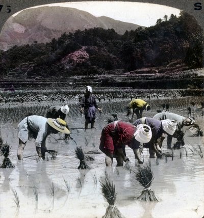 Rijst planten in een rijstveld, Japan, 1904 door Underwood and Underwood
