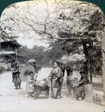 Onder de kersenbloesems, kijkend naar het noordoosten langs de hoofdlaan van Shiba Park, Tokio, Japan, 1904 door Underwood and Underwood
