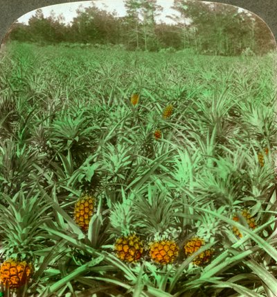Waar de heerlijke ananas groeit, Florida, VS, 1896 door Underwood and Underwood