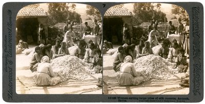 Vrouwen sorteren grote stapels zijdecocons, Antiochië, Syrië, 1900s door Underwood and Underwood