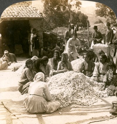Vrouwen sorteren grote stapels zijdecocons, Antiochië, Syrië door Underwood and Underwood