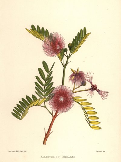 Flesseborstel, Callistemon linearis (Calistemon linearis) door Unknown