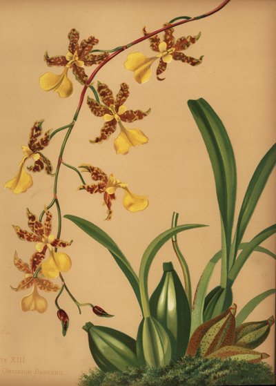 Dansende dame orchidee, Oncidium tigrinum door Unknown