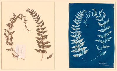 Uit het Hatton Fern Album door Unknown