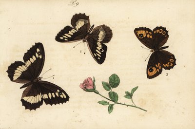 Grote weerschijnvlinder, Brintesia circe, kluizenaar, Chazara briseis, en grote muurvlinder, Lasiommata maera door Unknown
