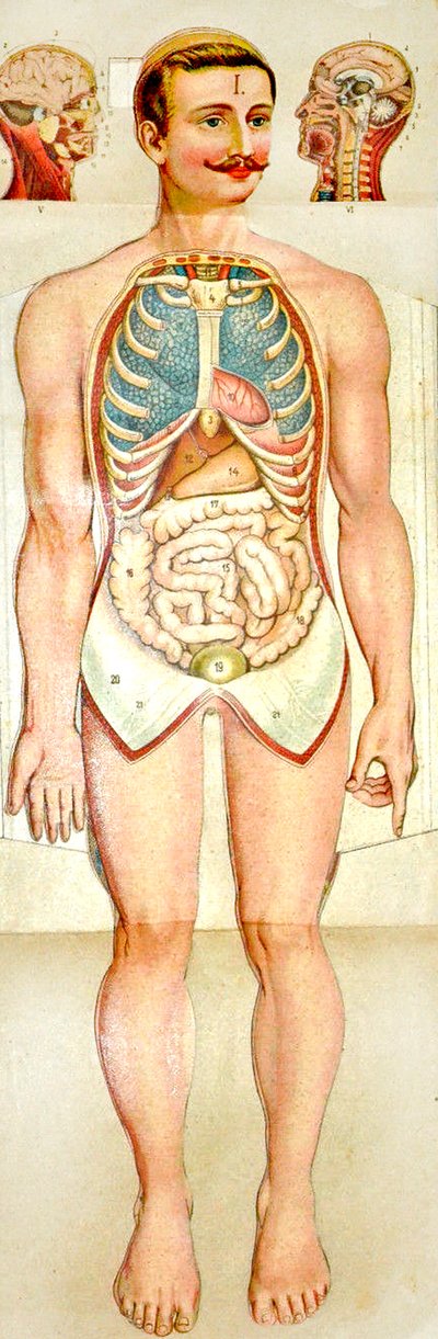 Menselijk anatomie uitklapbaar educatief model, ca. 1895 door Unknown
