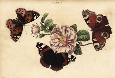 Distelvlinder, Vanessa cardui, atalanta, Vanessa atalanta en dagpauwoog, Aglais io door Unknown