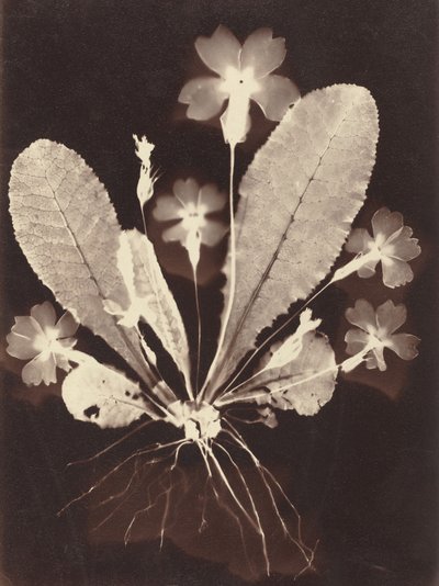 Botanische Fotogram door Unknown 19th Century
