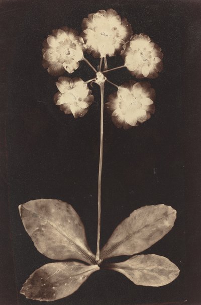 Botanische Fotogram door Unknown 19th Century