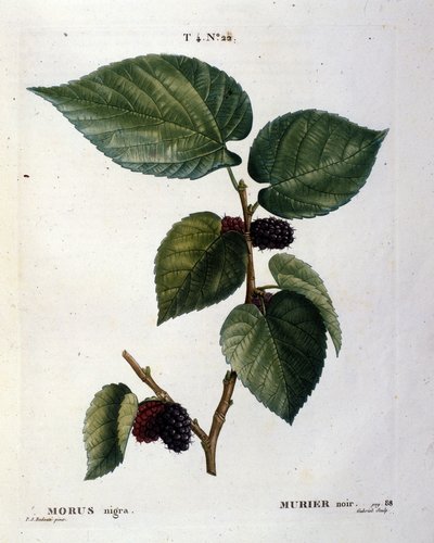 Een zwarte moerbei en zijn vruchten: botanische plaat uit de 19e eeuw. door Unknown artist