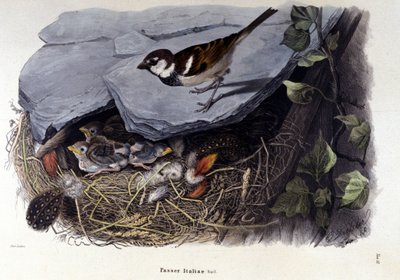 Een bord dat een gewone vogel (of mus) bij zijn nest voorstelt door Unknown artist