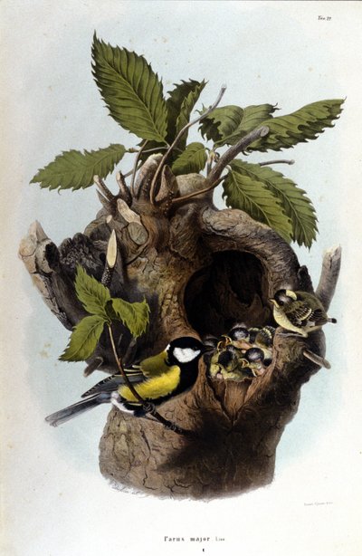 Een bord met een gewone vogel (of mus) bij zijn nest. door Unknown artist