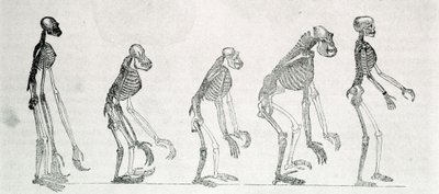 Een vergelijkende studie van de skeletten van mens en apen: gibbon, orang-oetan, chimpansee en gorilla door Unknown artist