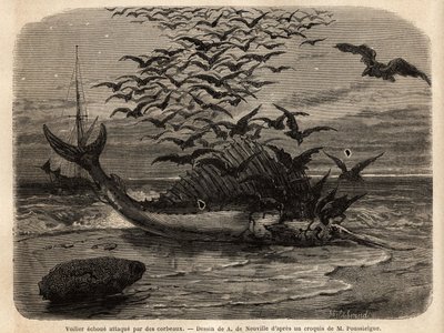 Een kosmopolitische zeilboot, de snelste vis ter wereld, dankzij zijn zeilvormige vin op zijn rug, aangespoeld op de kust en aangevallen door kraaien. Gravure ter illustratie van het verhaal Quatre mois en Florida, door M. Pousselgue, in 1851-1852, gepubli door Unknown artist