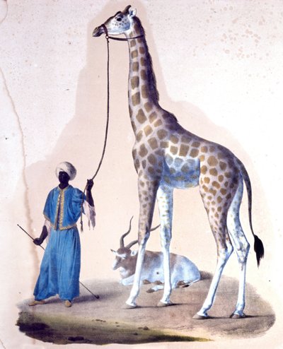 Een giraffe en haar trainer in het circus. Lithografie door Unknown artist