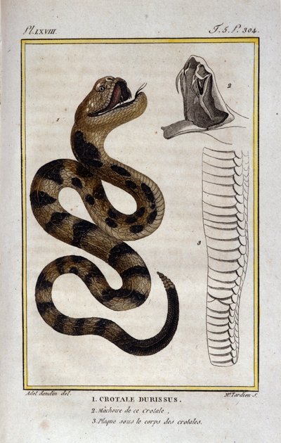 Een ratelslang. Plaat uit een Natuurlijke Geschiedenis Verhandeling van 