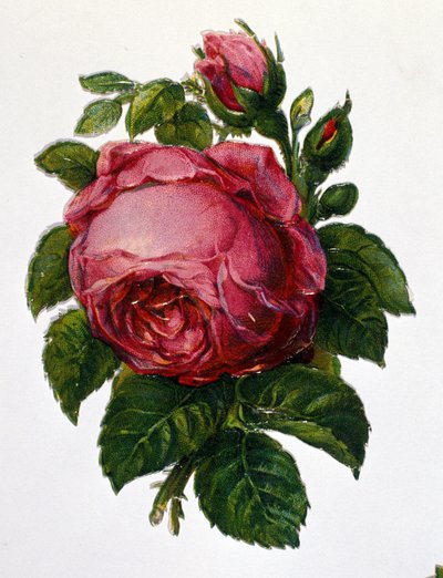 Een roos door Unknown artist