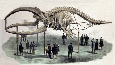 Een skelet van walvissen aan het Royal College of Surgeons in Londen. Gravure uit de 19e eeuw door Unknown artist
