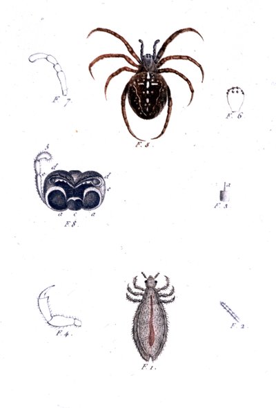 Een spin en een luis. Natuurhistorisch bord, 19e eeuw door Unknown artist