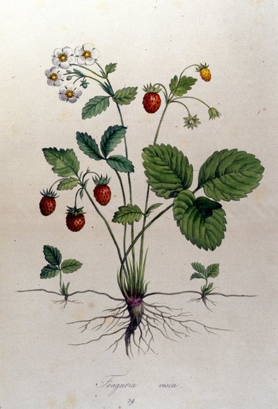 Een aardbeiboom en zijn vruchten: 19e-eeuwse botanische plaat. door Unknown artist