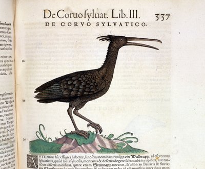 Een wilde raaf uit de Historia Animalium van Conrad Gesner, Tiguri 1560. Biblioteca nazionale Braidense. Milaan door Unknown artist