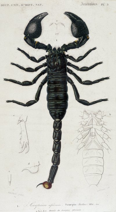 Afrikaanse Schorpioen - Natuurhistorisch Bord door Unknown artist
