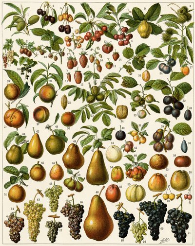 Landbouw: Botanisch bord met eetbare vruchten (kers, framboos, aardbei, bosbes, perzik, abrikoos, noten, druiven, peer, hazelnoot, vijg, appel, pruim...) door Unknown artist