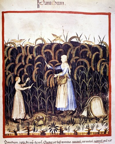 Landbouw. Recolle panic (graan). Illustratie uit de melk van geneeskunde en diëtetiek "Tacuinum sanitatis" door Unknown artist
