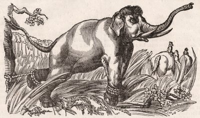 Een olifant gevangen in de savanne, Afrika door Unknown