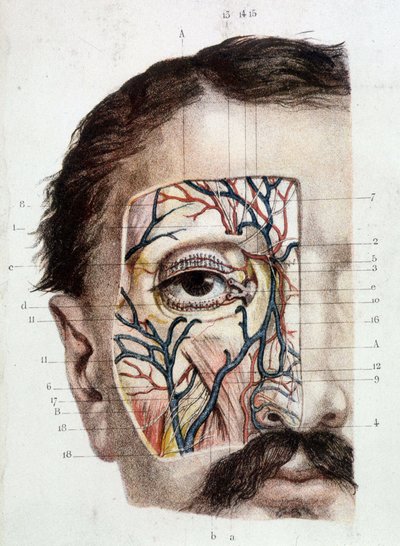 Anatomische plaat van het oog en zijn omgeving (ontveld) door Unknown artist