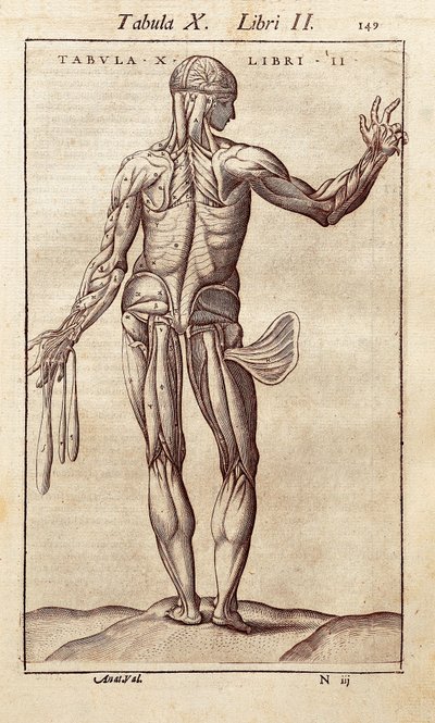 Anatomische plaat die een man op de rug toont. Gravure in "Anatomia Corporis Humani" door Juan Valverde De Amusco door Unknown artist