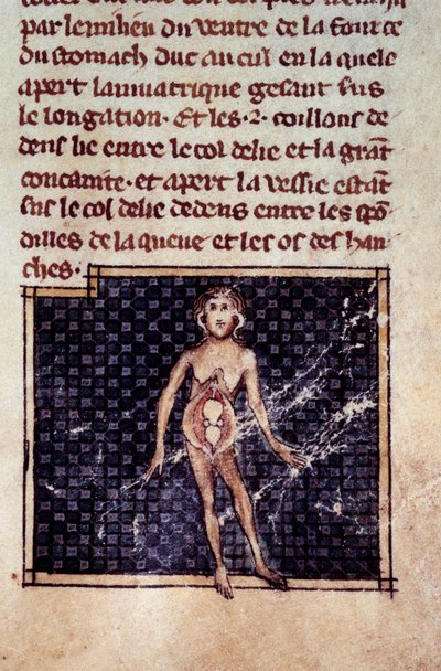Anatomische figuren: mannelijke en vrouwelijke schillen, open buik, met de nieren, blaas, geslachtsdelen: detail van de vrouw. Miniatuur uit het manuscript 