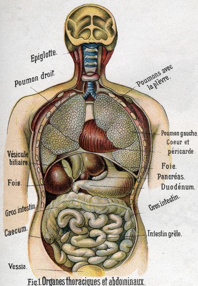 Anatomie: Borst- en buikorganen. (Darm, lever, alvleesklier, long, enz.) in La nouvelle medication naturelle door F.E. Bilz. 1898. door Unknown artist