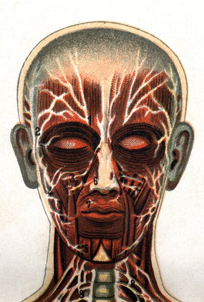 Anatomie: dwarsdoorsnede van de menselijke schedel, doorsnede gezien vanaf de voorkant die het spierstelsel weergeeft. 