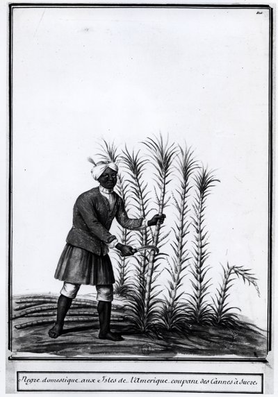 Antillen, huisneger snijdt suikerriet. door Unknown artist