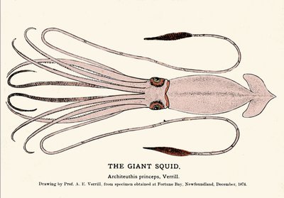 Architeuthis princeps, de reuzeninktvis aangespoeld op het strand van Fortune Bay (Newfoundland) in december 1874 en voor het eerst beschreven door professor A.E. Verrill. Gravure uit die tijd. door Unknown artist