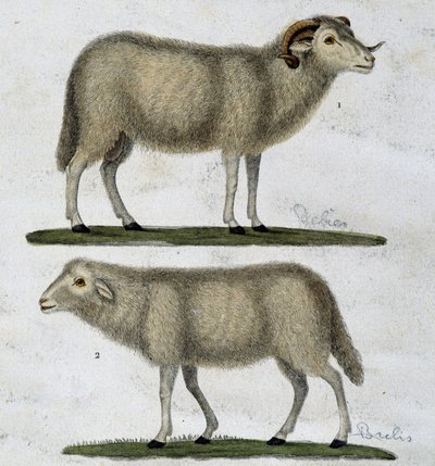 Ram en schapen door Unknown artist