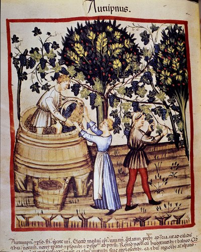 Herfstvoorstelling: oogst. De druivenpluk. Verluchting uit de melk van geneeskunde en diëtetiek 