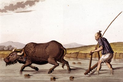 Away de ploourer le champs de riz avec een os - in Le costume ancien et moderne door J. Ferrario, ed. Milaan door Unknown artist
