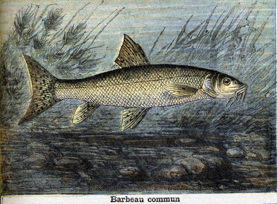 Gewone barbeel. Gravure uit 1897 door Unknown artist