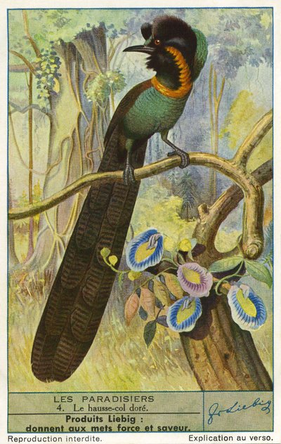 Paradijsvogel door Unknown artist