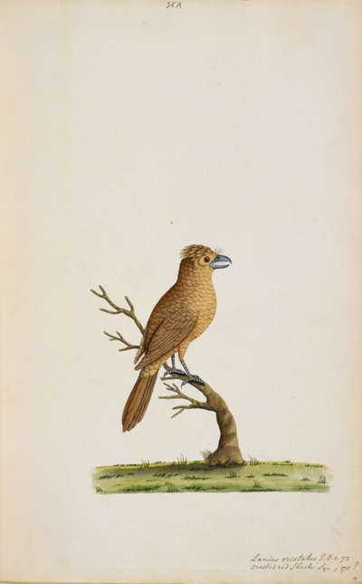 Vogel, mogelijk een soort vliegenvanger. Nog niet geïdentificeerd, misschien een soort langstaart zijde-vliegenvanger, 