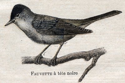 Vogels nuttig voor de landbouw: Zwartvoetboszanger door Unknown artist