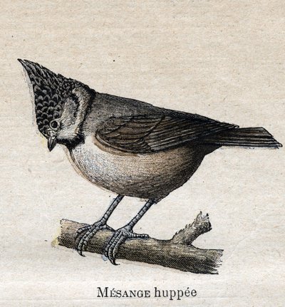 Vogels nuttig voor de landbouw: Kuifmees door Unknown artist