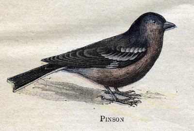 Vogels nuttig voor de landbouw: Vink door Unknown artist