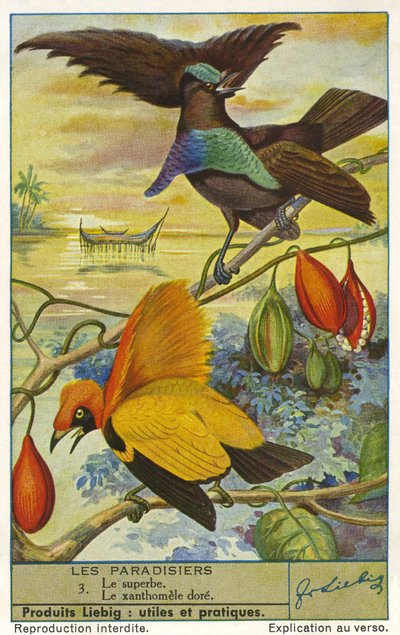 Paradijsvogels door Unknown artist