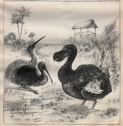 Vogels die verdwijnen: de dodo en de apteryx (of kiwi kiwi) - Gravure in 