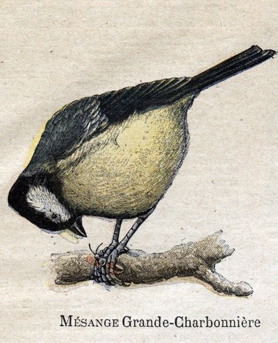Vogels nuttig voor de landbouw: Grote Mees - Koolmees door Unknown artist
