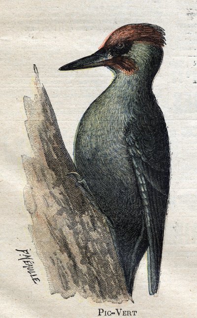 Vogels nuttig voor de landbouw: Groene specht door Unknown artist