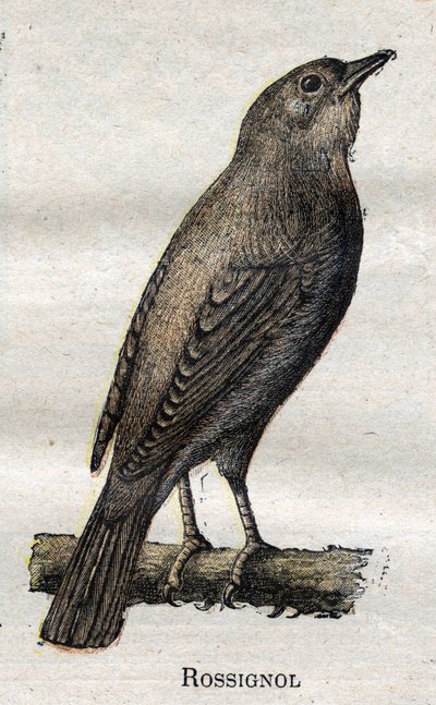 Vogels nuttig voor de landbouw: Nachtegaal door Unknown artist